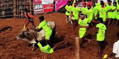 பாலமேட்டில் சீறிப் பாய்ந்த ஜல்லிக்கட்டு காளைகள் - பரிசுகளை அள்ளிய வீரர்கள்