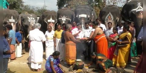 பொள்ளாச்சியில் களைகட்டிய ‘யானைப் பொங்கல்’