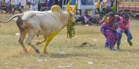 எதிரில் தாய், குழந்தையை கண்டதும் ஆவேசத்தை அடக்கி தாவி குதித்த பாசக்கார காளை..!