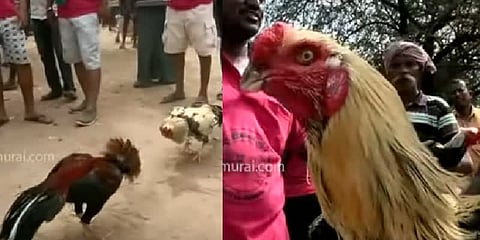 சீறிப் பறந்த சேவல்கள் ! களைகட்டிய பூலாம் வலசு கிராமம்