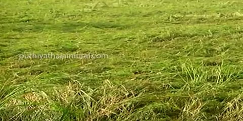 திருவாரூரில் மழை நீரில் மூழ்கிய 75 ஆயிரம் ஏக்கர் சம்பா பயிர்கள்.. விவசாயிகள் வேதனை..!