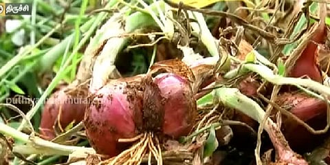 திருச்சி சிறைக் கைதிகள் விளைவித்த 80 கிலோ சின்ன வெங்காயம்!