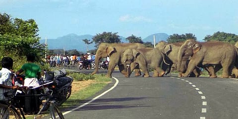 யானைகள் வழித்தட ஆக்கிரமிப்பு: தமிழக அரசுக்கு ஒருநாள் அவகாசம்