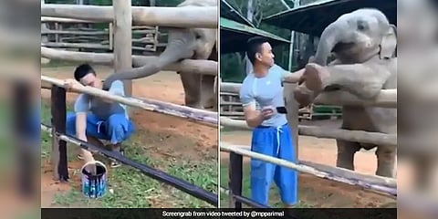 யானைக் குட்டியின் பாச மழைக்கு அடிபணியும் பாகன் (வீடியோ)