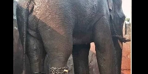 ஒடிசாவை கதிகலங்க வைத்த ஒற்றை யானை பிடிபட்டது..!