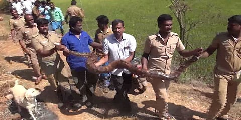 விவசாய நிலத்தில் 12 அடி நீள மலைப்பாம்பு - அலறி அடித்து ஓடிய பெண்மணி