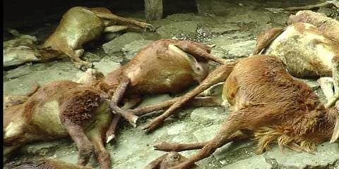 மர்ம விலங்கு கொடூரமாக தாக்கியதில் 28 ஆடுகள் உயிரிழப்பு - அச்சத்தில் கிராமமக்கள்