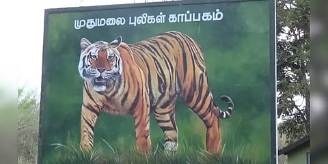 வறட்சியை நோக்கி வேகமாகச் செல்லும் முதுமலை புலிகள் காப்பகம்