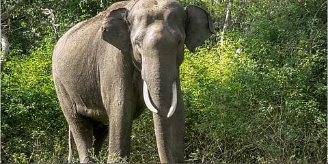 மனிதனை யானைகள் எதிரியாக பார்க்கின்றனவா ? - இந்த பகைக்கு முற்றுப்புள்ளி எப்போது?