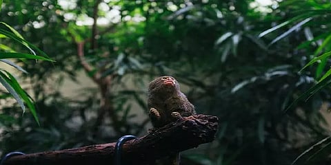 2070க்குள் மூன்றில் ஒரு பங்கு தாவர, விலங்கினம் அழிந்துவிடும் - ஆராய்ச்சியாளர்கள்