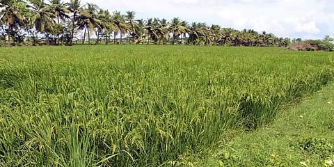 வேளாண் மண்டலம்: தமிழக அமைச்சரவை ஒப்புதல்