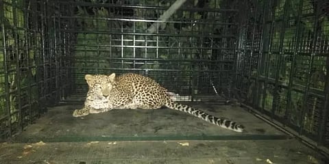 ஒரு மாதமாக சிக்காத கால்நடைகள் கொல்லி சிறுத்தை - கூண்டு வைத்து பிடித்த வனத்துறை