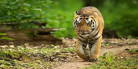 புலிகள் ஏன் மேன் ஈட்டராக மாறுகின்றன...? சுட்டுக் கொல்வதுதான் தீர்வா..?