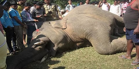 மின்சாரம் தாக்கி உயிரிழக்கும் வன விலங்குகள்.. உயிர்ப்பலிகள் தொடர்வது நியாயமா..?