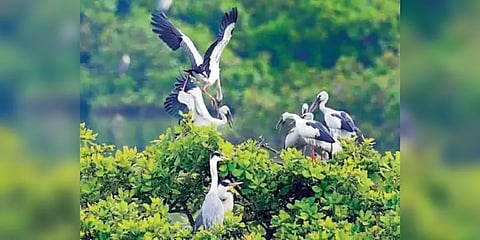 வேடந்தாங்கலில் குவிந்த 25 ஆயிரம் வெளிநாட்டுப் பறவைகள்