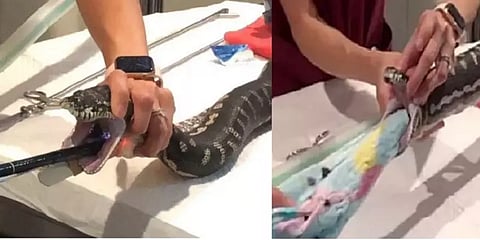 10 அடி நீள துண்டினை விழுங்கிய மலைப்பாம்பு: வைரலான மருத்துவர்களின் ஆபரேஷன் வீடியோ