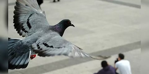 விமானத்திற்குள் சுற்றிச்சுற்றிப் பறந்த புறா - வீடியோ காட்சி