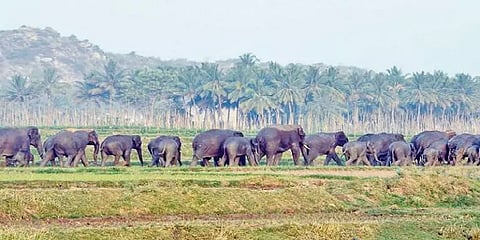 மின்சார வேலிகளால் உயிரிழக்கும் யானைகள்... தடுப்பதற்கான வழிகள் என்ன?