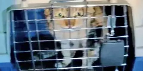 சீனக்கப்பலில் சென்னை வந்த பூனையை திருப்பி அனுப்ப பீட்டா எதிர்ப்பு!