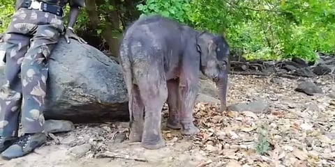 பள்ளத்தில் விழுந்த குட்டி யானை ! மீட்புக்கு பின் தாயை கண்டது மகிழ்ச்சியில் ஓட்டம்.. வீடியோ