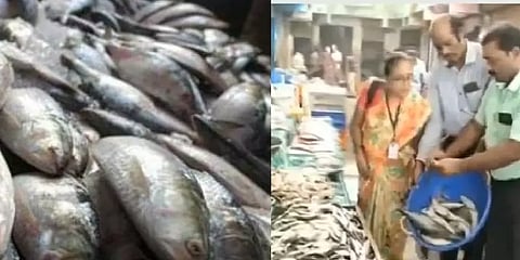 கோவையில் விற்பனைக்காக வைக்கப்பட்டிருந்த 500 கிலோ கெட்டுப்போன மீன்கள்