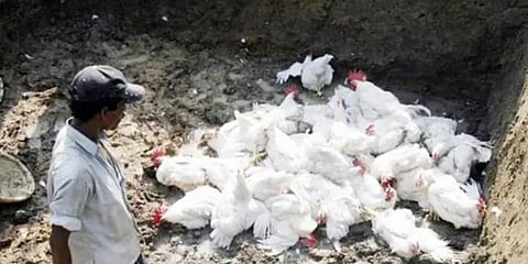 கேரளாவில் பரவும் பறவை காய்ச்சல்: தமிழக எல்லையில் உஷார் நிலை...!