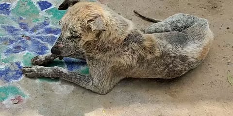 தோல் நோயுடன் தெருக்களில் திரியும் நாய்கள்... அச்சத்தில் மக்கள்..!