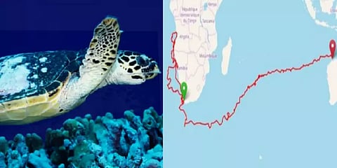 பிறந்து வளர்ந்த இடம் தேடி 37,000 கி.மீ பயணம் : இது காயம்பட்ட ஆமையின் கதை..!