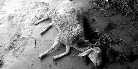 விவசாய தோட்டத்திற்குள் இரவில் புகுந்த சிறுத்தை : சிதறிய ஆடுகளில் ஒன்று பலி