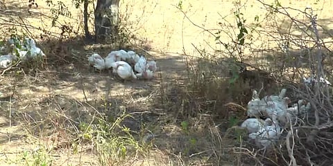 ஏரியில் விடப்பட்ட 1000 பிராய்லர் கோழிகள்.. கறிக்கோழி வியாபாரிகளின் பரிதாப முடிவு