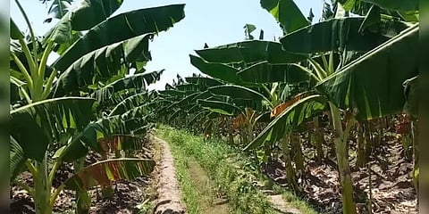 ‘ஹோட்டல், மார்க்கெட் இல்லை’: நிலத்திலேயே வாடும் வாழை இலைகள் - துயரத்தில் விவசாயிகள்