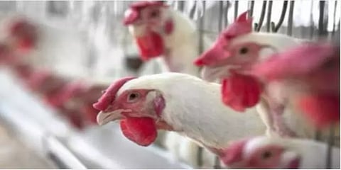 கோழி இறைச்சி, முட்டை சாப்பிடுவதால் கொரோனா பரவுமா?: தமிழக அரசு மீண்டும் விளக்கம்