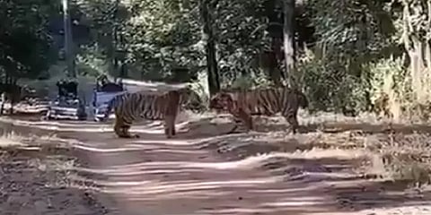 காட்டை கிழிக்கும் உறுமல் ஒலி: மெய் சிலிர்க்க வைக்கும் புலிகளின் சண்டை!