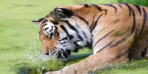 உயிரியல் பூங்காவில் இருக்கும் புலிக்கு கொரோனா: அலர்ட் கொடுத்துள்ள அமெரிக்கா!