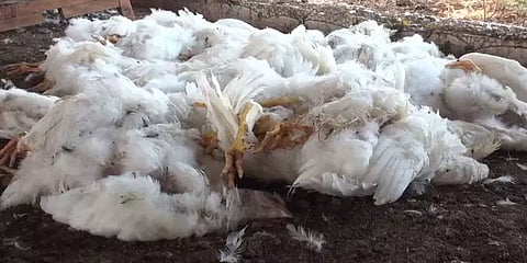 ஊரடங்கால் தீவனம் வரத்து இல்லை: பண்ணைகளில் உயிரிழக்கும் கோழிகள்
