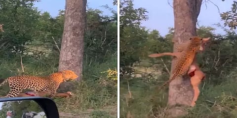 கவ்விய மானுடன் சரசரவென மரம் ஏறும் சிறுத்தை : சிலிர்க்க வைத்த வீடியோ