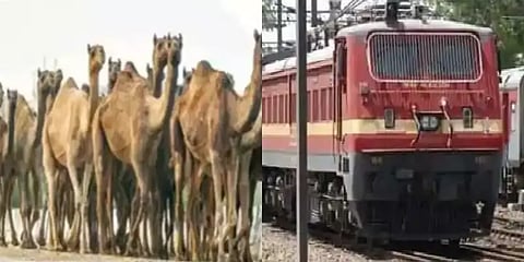 குழந்தைக்கு ஒட்டகப்பால் வேண்டும் என ட்விட்டர் பதிவு - 20லி பாலை கொண்டுசேர்த்த ரயில்வே!