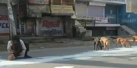 ஒரு பக்கம் நாய்கள்.. மறுபக்கம் மனிதன் - வைரலாகும் உ.பி வீடியோ!