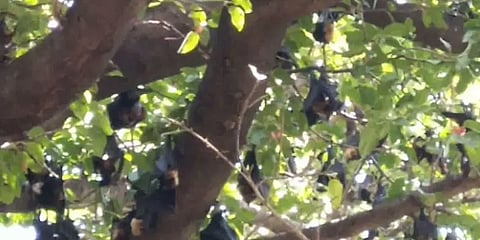 வத்தலகுண்டில் சுற்றித்திரியும் ஆயிரக்கணக்கான வௌவால்கள் - கொரோனா அச்சத்தில் பொதுமக்கள்