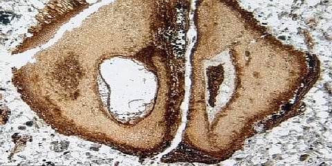 இது 8 கோடி ஆண்டுகளுக்கு முன்பிருந்த மரம் - ஆச்சரியத்தில் அசந்துபோன ஆராய்ச்சியாளர்கள்