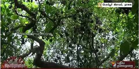 கொரோனா : வௌவால்களை கடவுளாக வழிபடும் விநோத கிராமம்