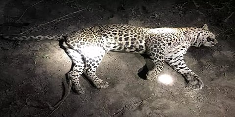 இரண்டு சிறுத்தைகளுக்கு ஏற்பட்ட மோதலில் 2 வயது ஆண் சிறுத்தை உயிரிழப்பு