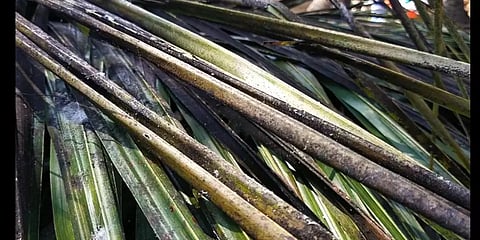 வெள்ளை சுருள் ஈக்களால் அழிந்துபோன ஆயிரம் ஏக்கர் தென்னை மரங்கள் : விவசாயிகள் கவலை