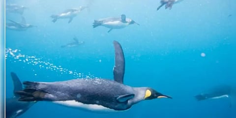 மைனஸ் 50 டிகிரி குளிரும் பறக்காத பறவையும்