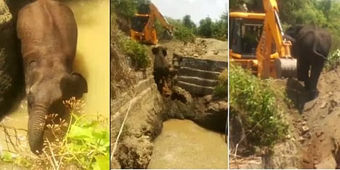 கிணற்றில் விழுந்த பெண் யானை - போராடி பத்திரமாக மீட்ட பிறகு இப்படியா செய்வது?