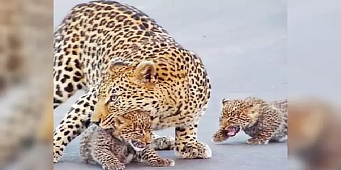 ''இப்ப போகலாம் வாங்க...'' - வைரலான பாசமுள்ள தாய் சிறுத்தையின் க்யூட் வீடியோ!