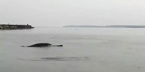 மீரட் கங்கை நதியில் நீந்தும் டால்பின்கள் - வைரல் வீடியோ