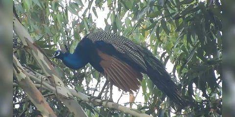 கொடைக்கானல் பகுதியில் வந்து குவியும் மயில்கள் !