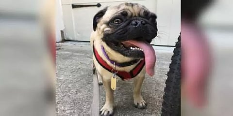 புலி, சிங்கம், பூனை வரிசையில் அமெரிக்காவில் நாய்க்கு கொரோனா