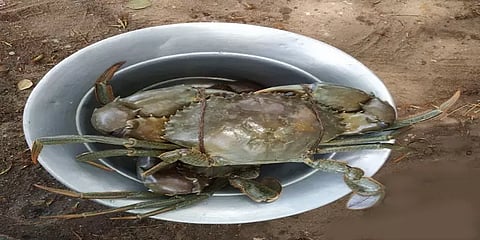 மீனவர் வீசிய வலையில் மருத்துவ குணம்வாய்ந்த ராட்சஷ கல் நண்டு